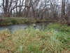 2008-11-30pic116(Crane Creek)(resized)