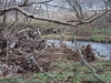 2008-11-30pic120(Crane Creek)(resized)